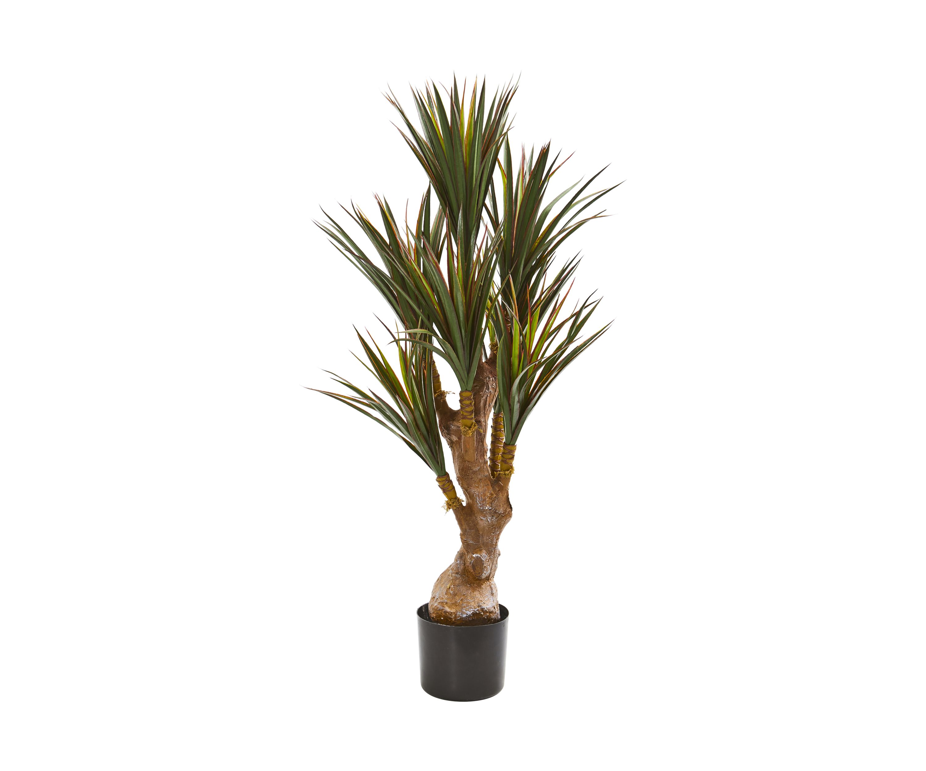 Yucca Tree Indoor/Outdoor