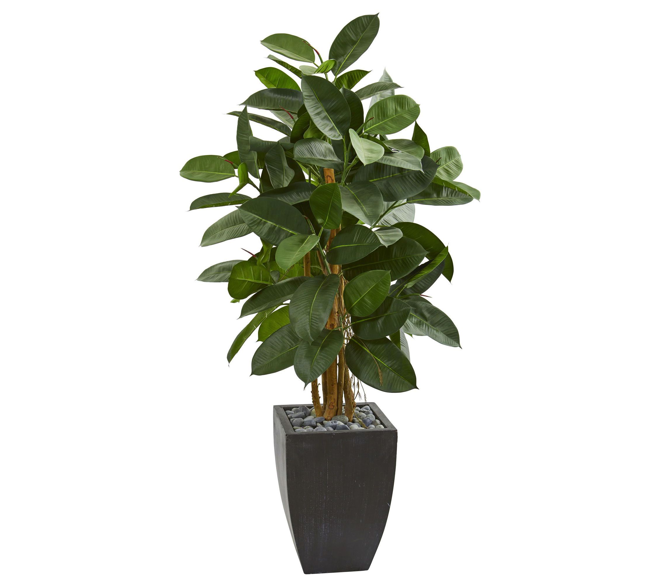 56-Inch Artificial Rubber Tree in Black Planter