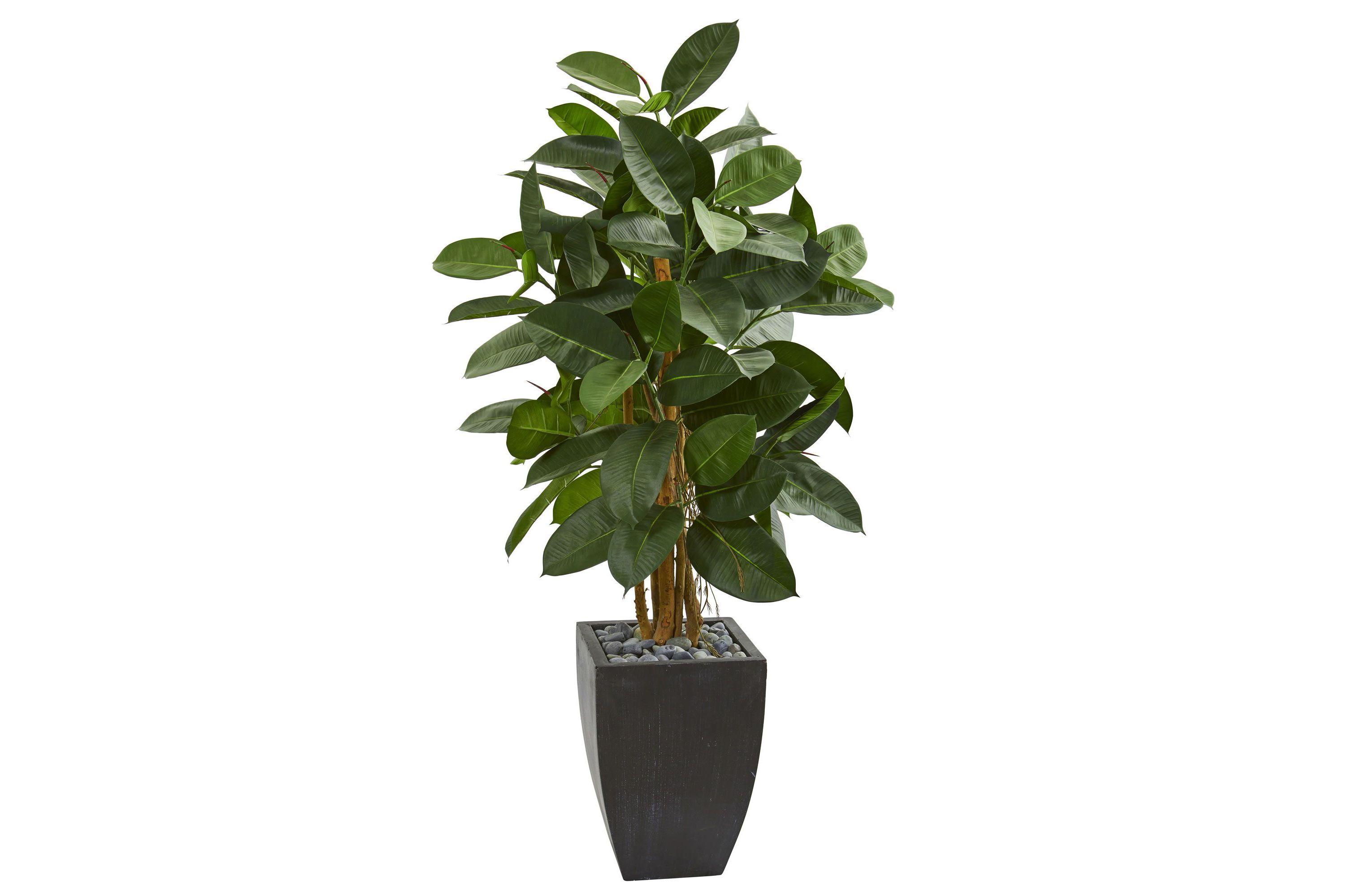 56-Inch Artificial Rubber Tree in Black Planter