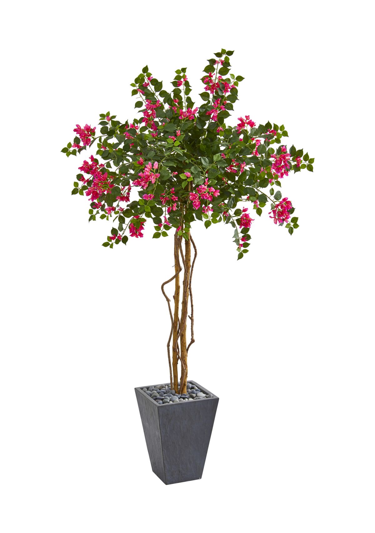Bougainvillea Tree in Decorative Planter