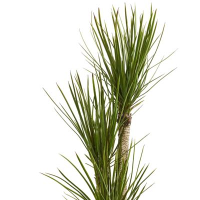 63-Inch Yucca Artificial Tree in Black Planter