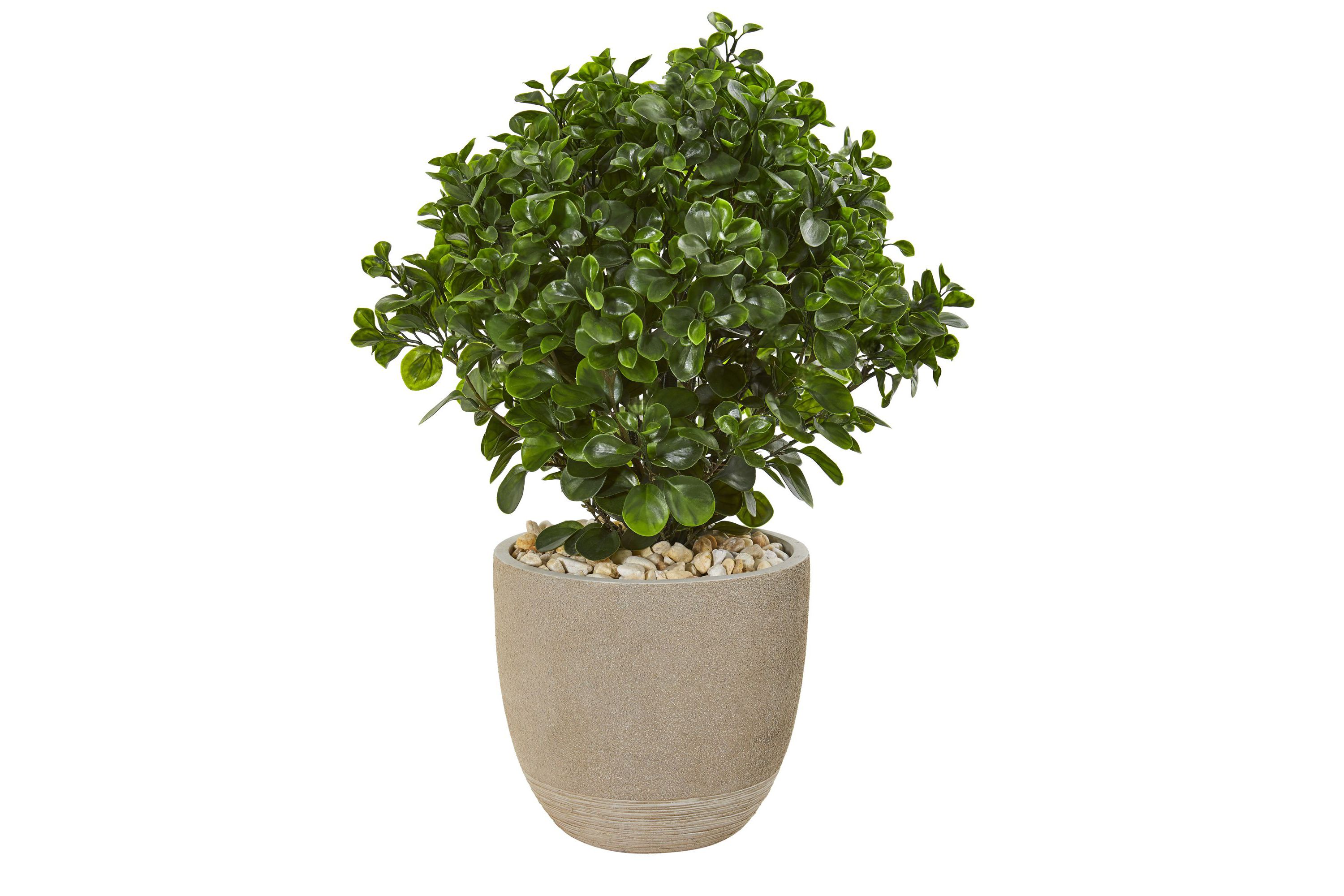30-Inch Peperomia Artificial Plant in Sand Stone Planter UV Resistant (Indoor/Outdoor)