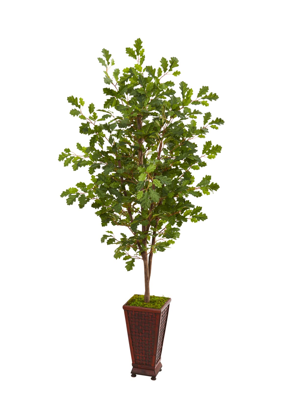 Oak Tree in Decorative Planter