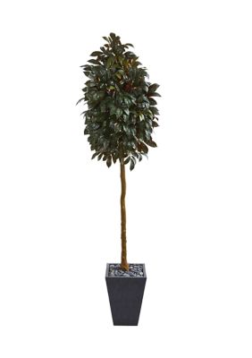 Capensia Ficus Tree in Planter