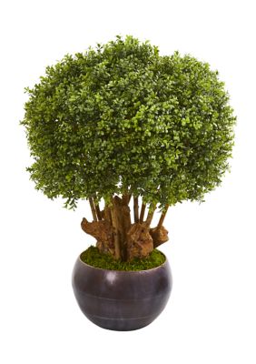 Boxwood Topiary Tree in Decorative Bowl Indoor/Outdoor