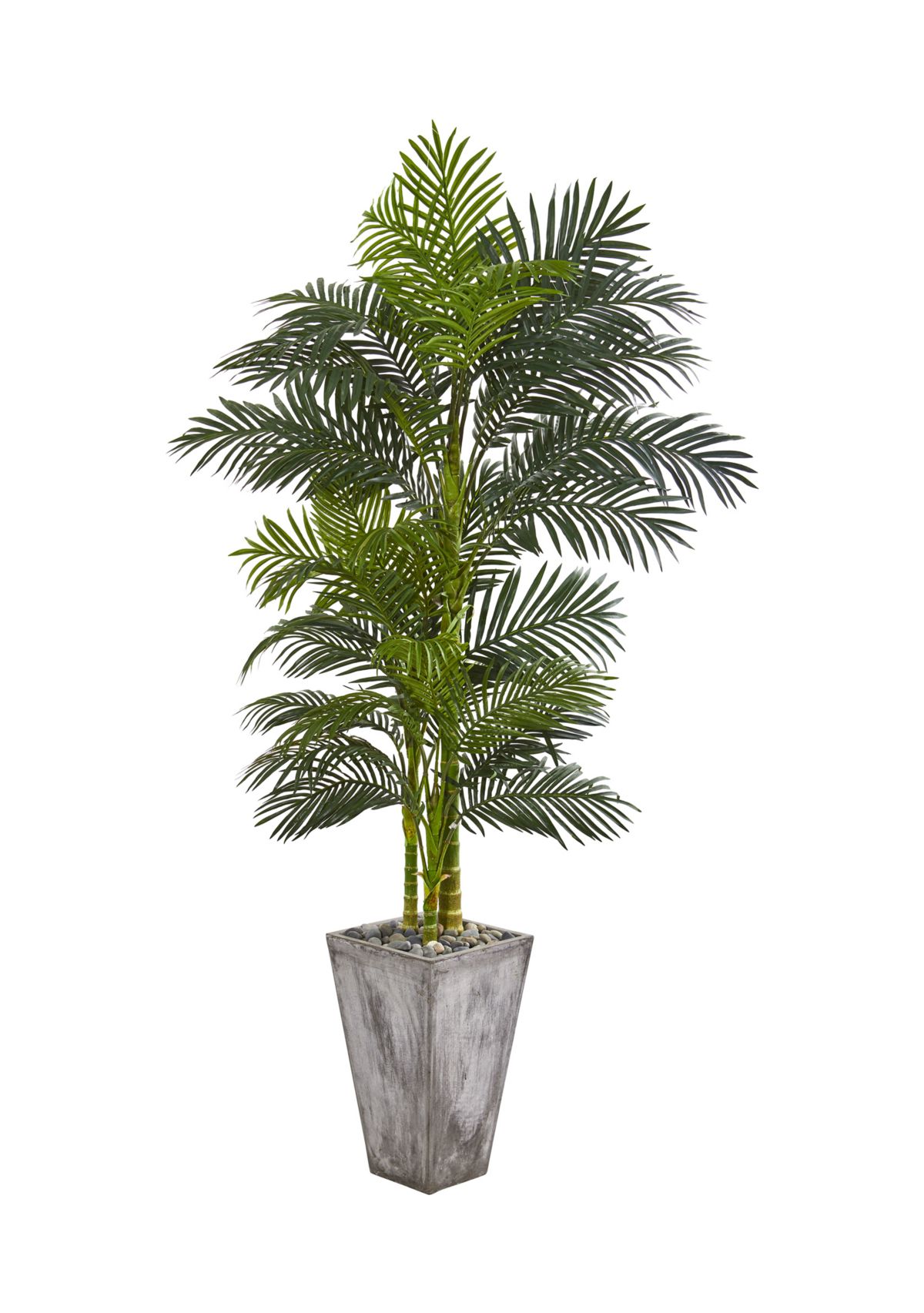 Golden Cane Palm Tree in Cement Planter