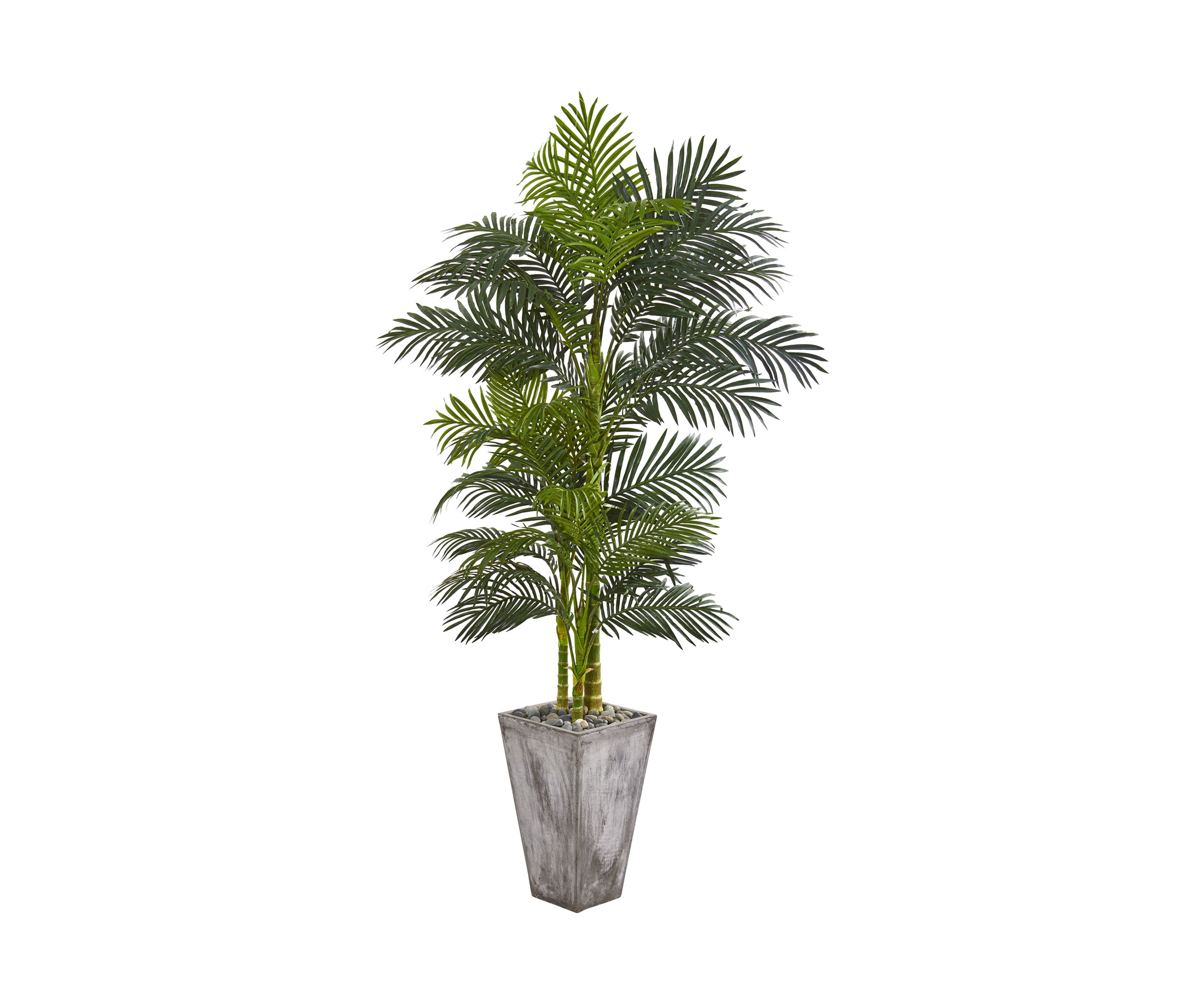 Golden Cane Palm Tree in Cement Planter