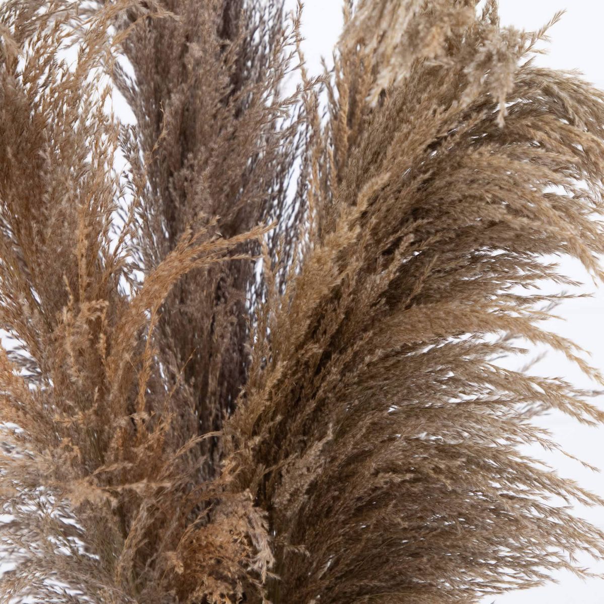 30-Inch  Dried Natural Pampas Arrangement in Ceramic Vase