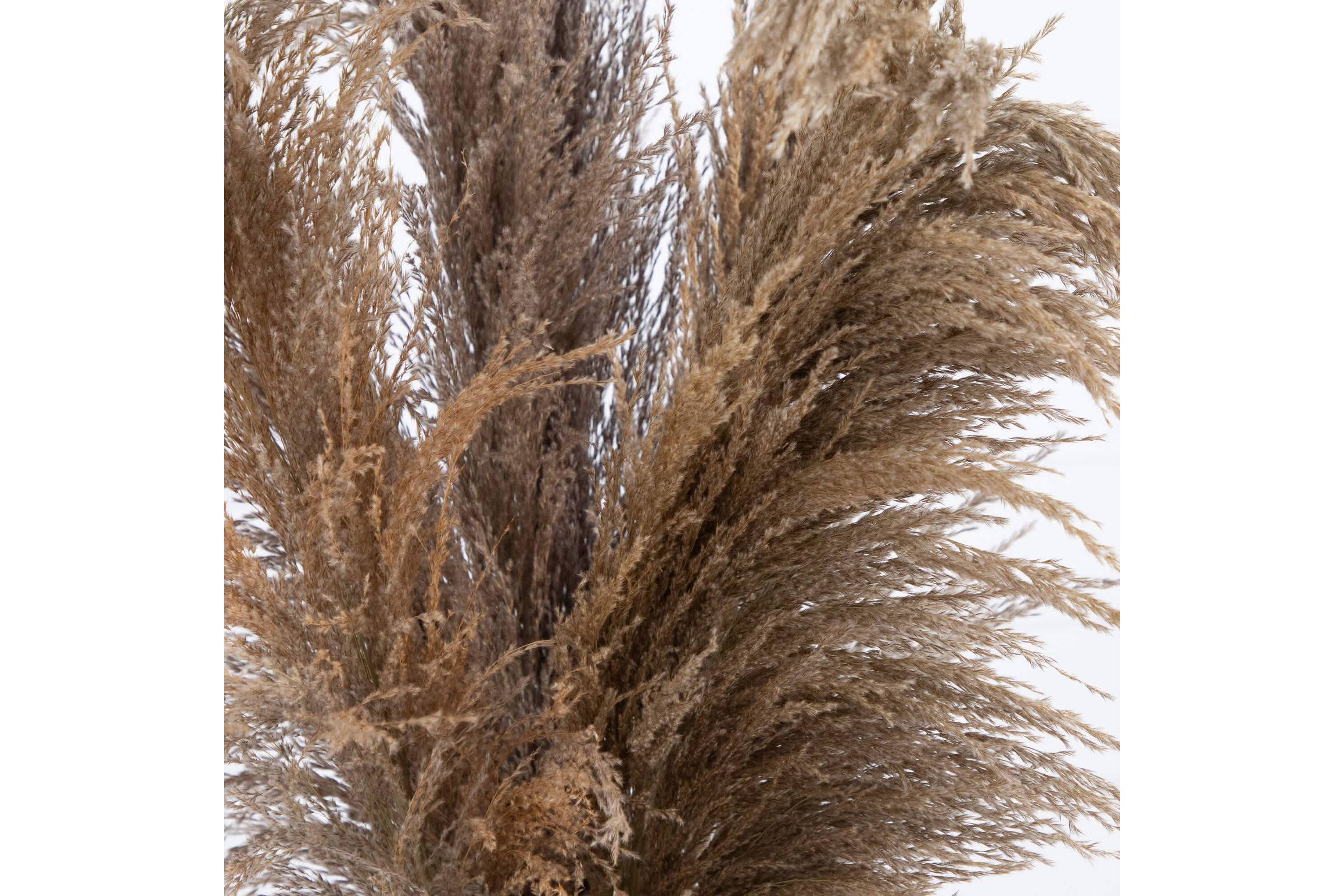 30-Inch  Dried Natural Pampas Arrangement in Ceramic Vase