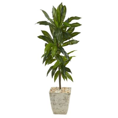 4-Foot Dracaena Artificial Plant in Country White Planter (Real Touch)