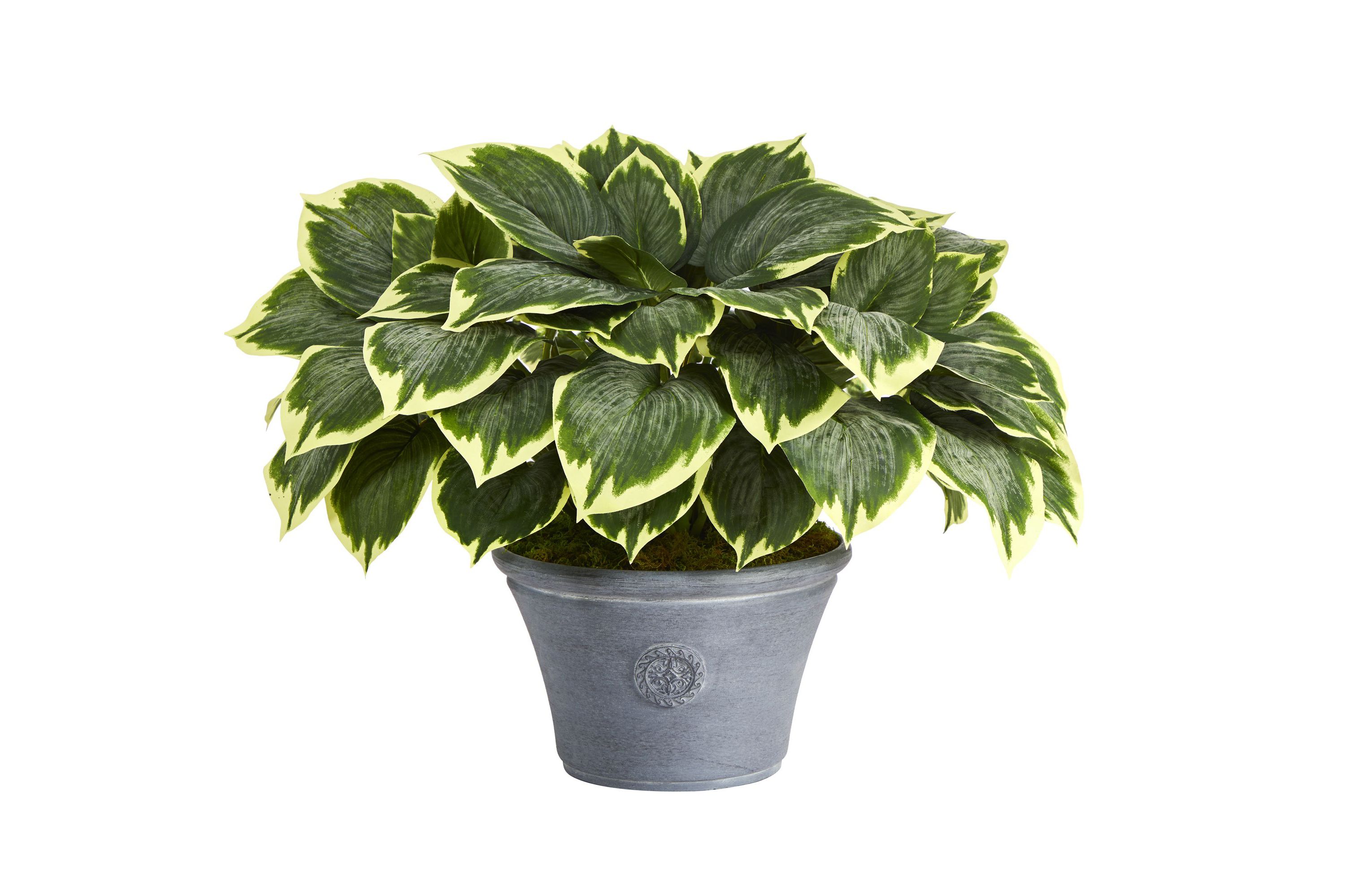 23-Inch Variegated Hosta Artificial Plant in Gray Planter