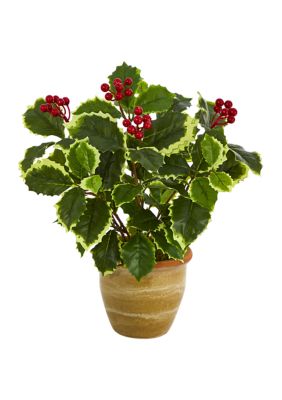 Variegated Holly Leaf Plant