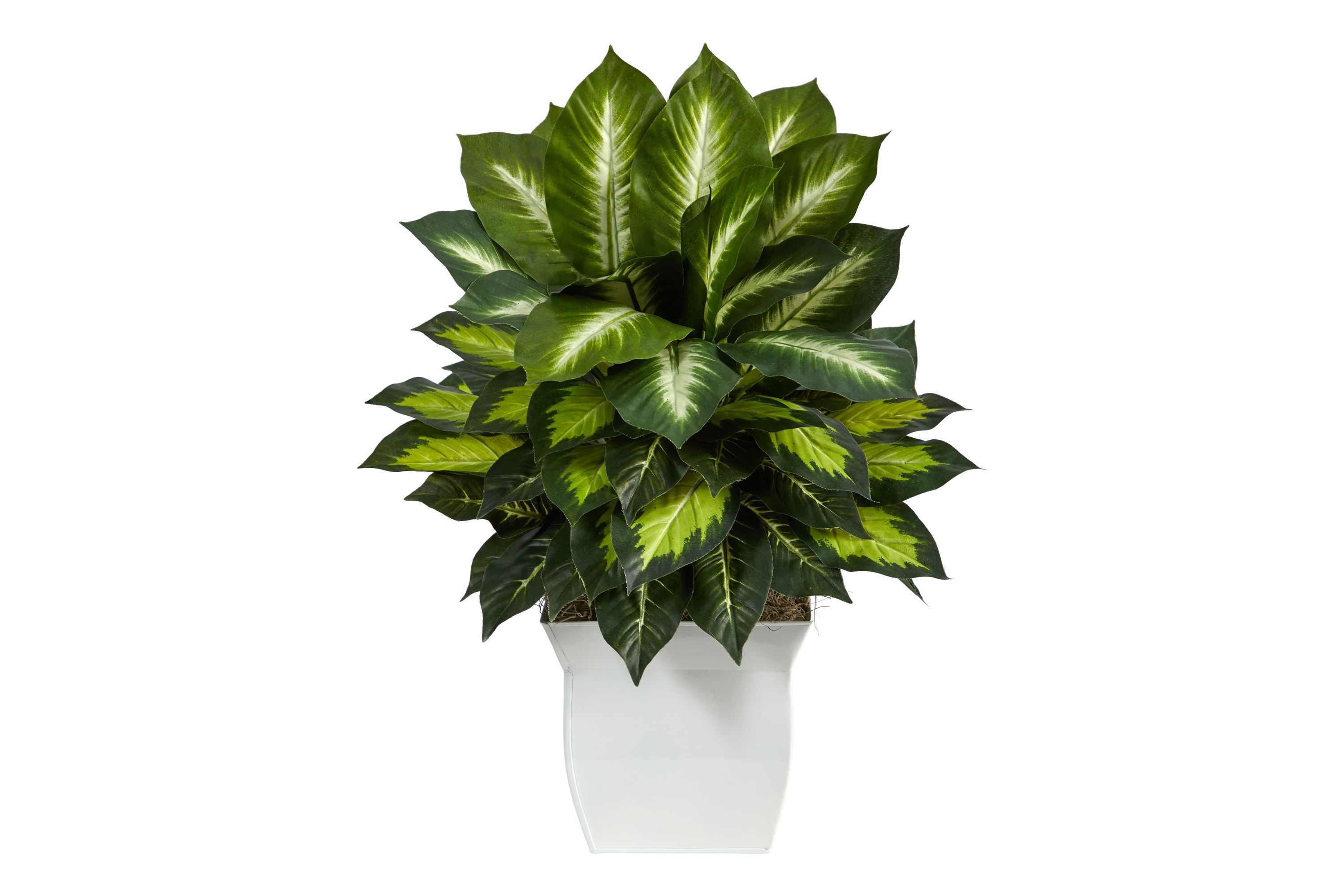 2-Foot Golden Dieffenbachia Artificial Plant in White Metal Planter
