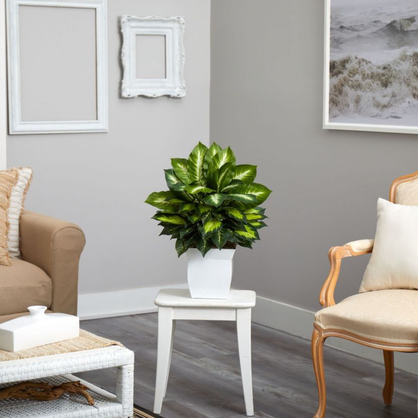 2-Foot Golden Dieffenbachia Artificial Plant in White Metal Planter