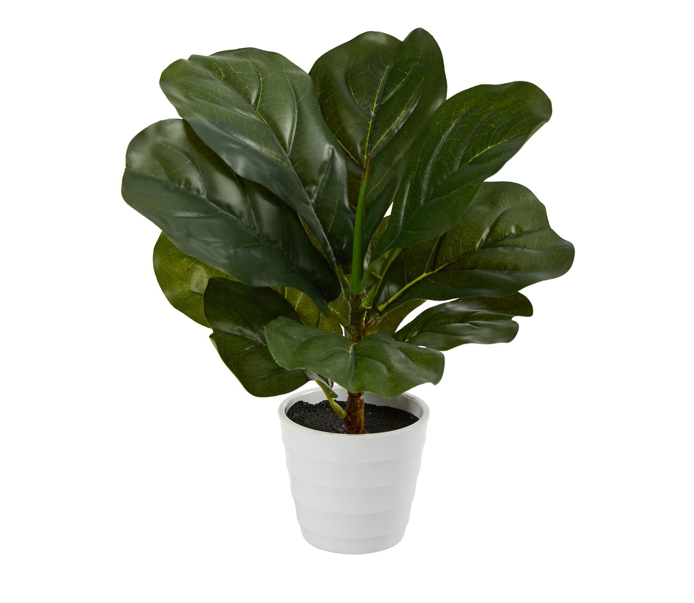 11-Inch Fiddle Leaf Artificial Plant in White Planter (Real Touch)