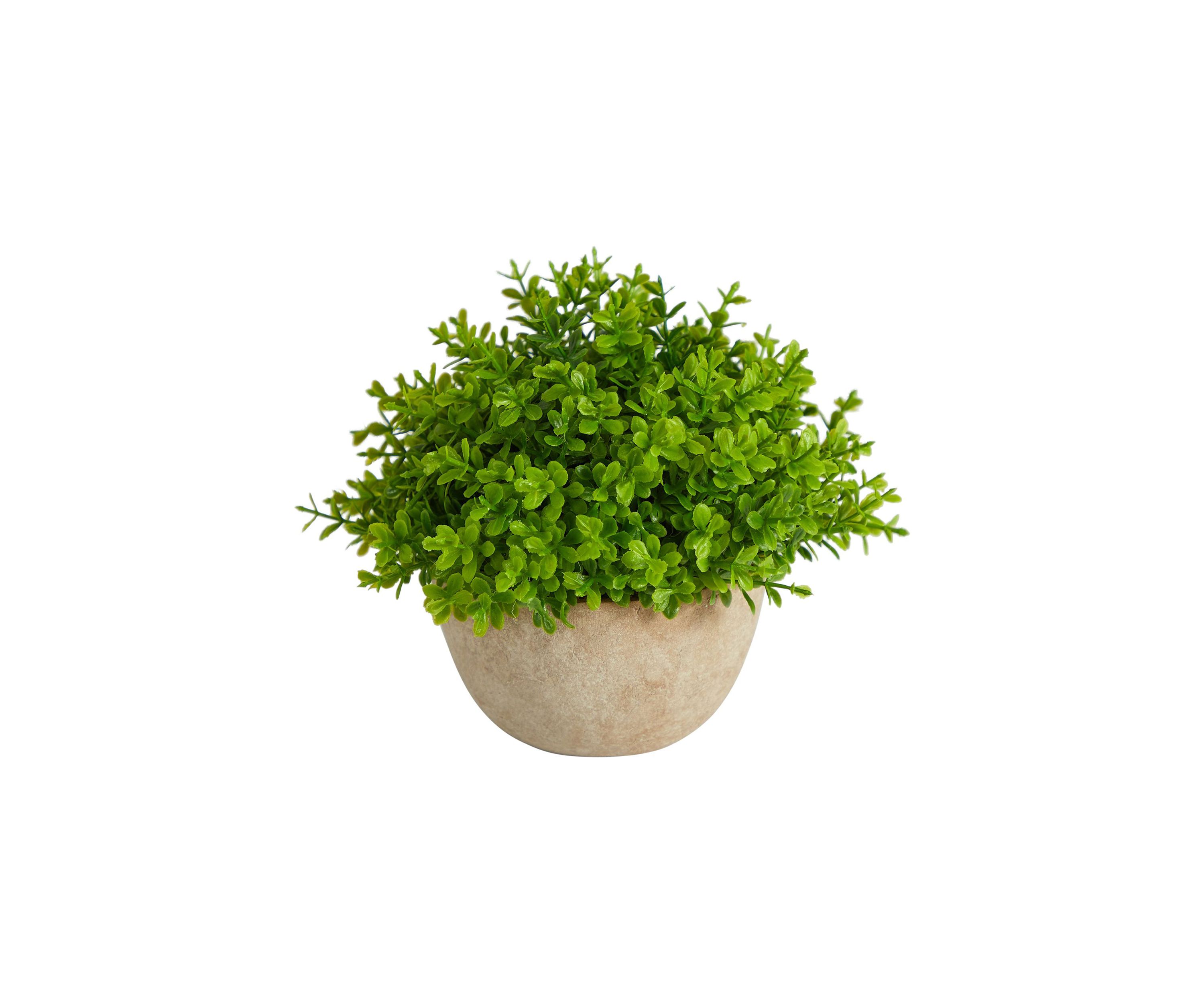 5-Inch Boxwood Artificial Plant in Decorative Planter
