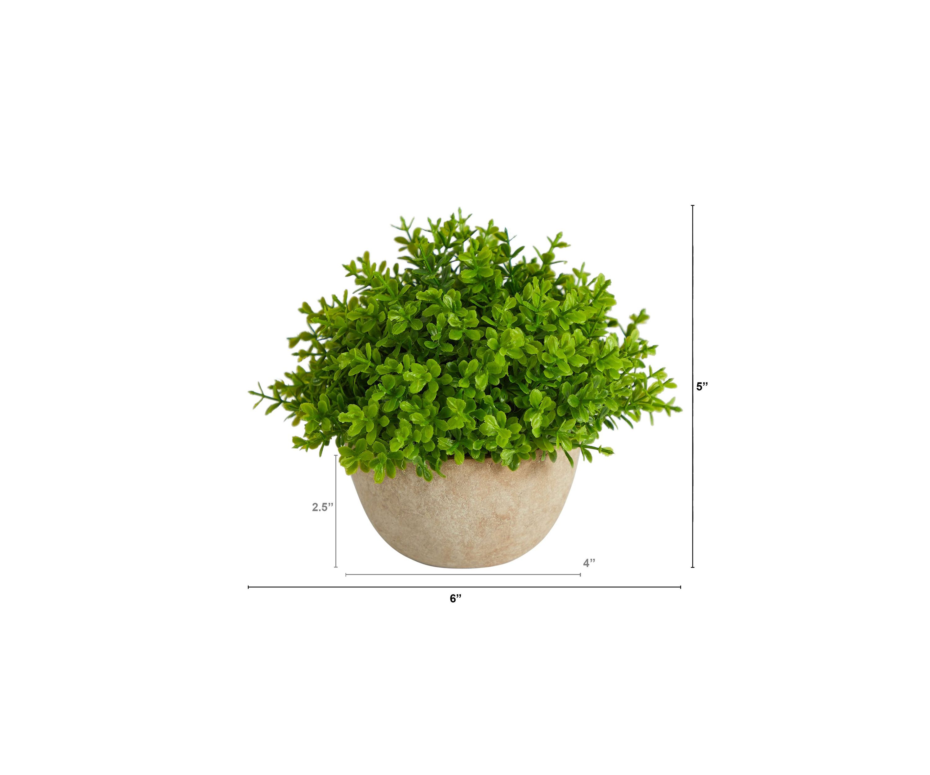 5-Inch Boxwood Artificial Plant in Decorative Planter