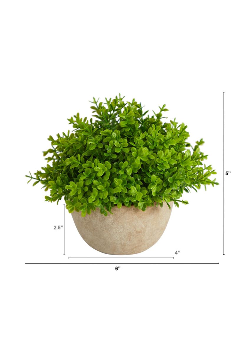 5-Inch Boxwood Artificial Plant in Decorative Planter