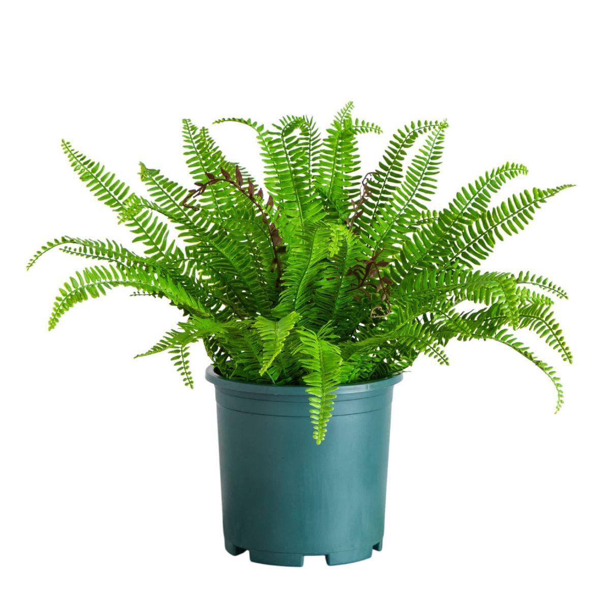 23-Inch UV Resistant Artificial Boston Fern Plant with Real Touch Leaves (Indoor/Outdoor)