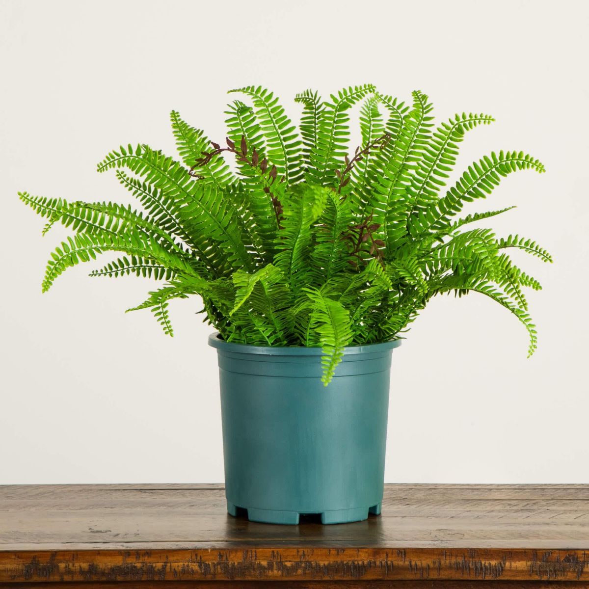 23-Inch UV Resistant Artificial Boston Fern Plant with Real Touch Leaves (Indoor/Outdoor)