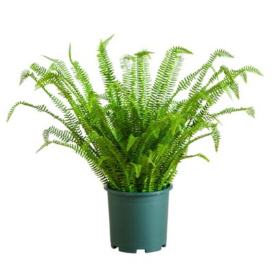 Nearly Natural 3-Foot UV Resistant Artificial Boston Fern Plant with Real Touch Leaves (Indoor/Outdoor), Green
