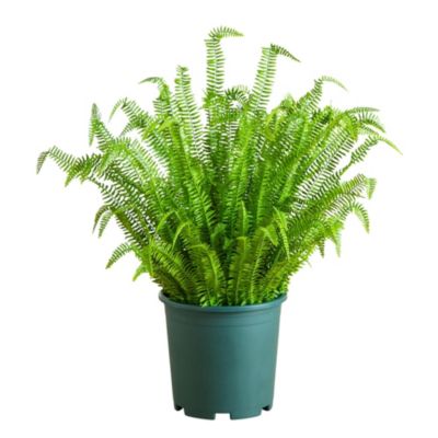 Nearly Natural 4-Foot UV Resistant Artificial Boston Fern Plant with Real Touch Leaves (Indoor/Outdoor)