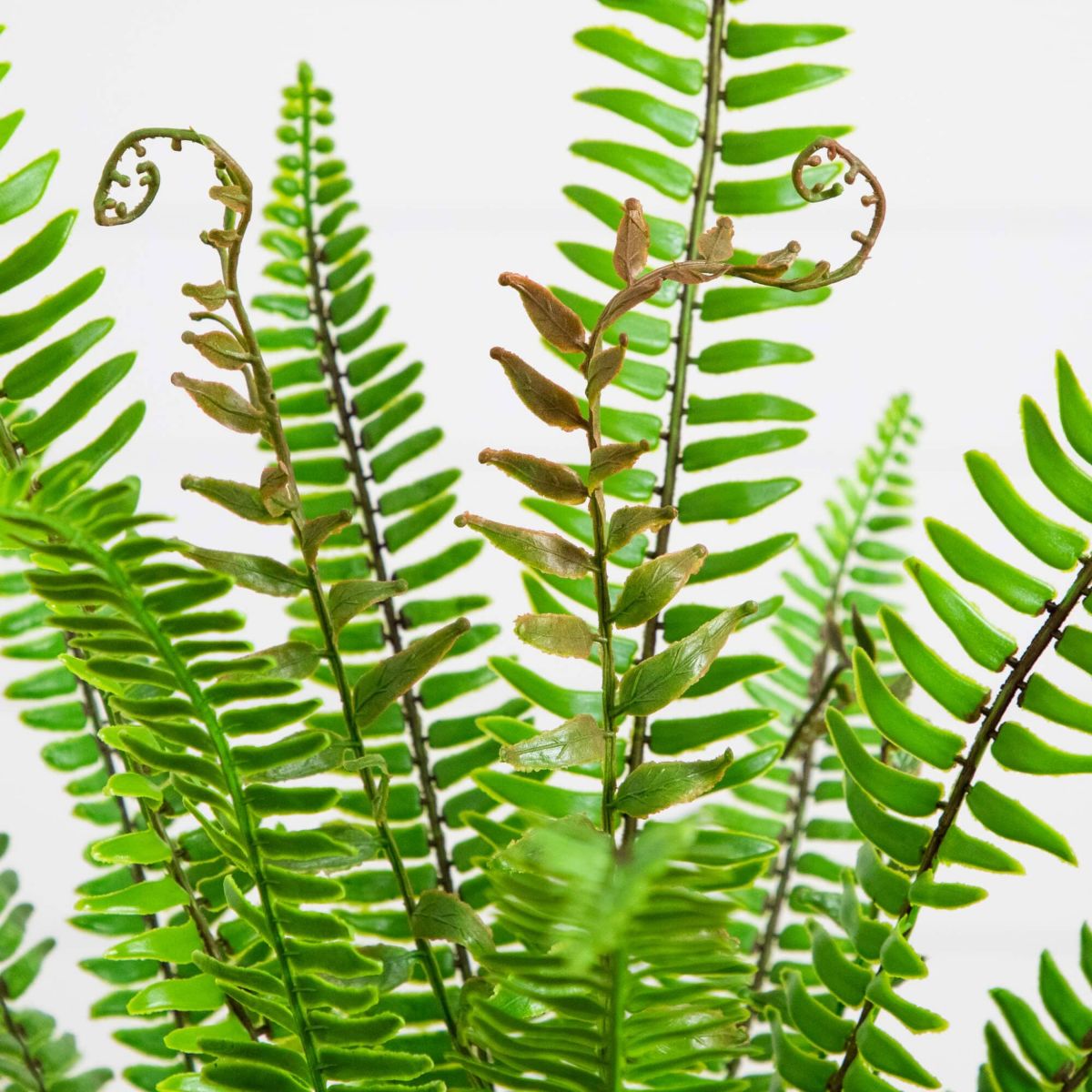 3-Foot UV Resistant Artificial Boston Fern Potted Plant with Real Touch Leaves (Indoor/Outdoor)