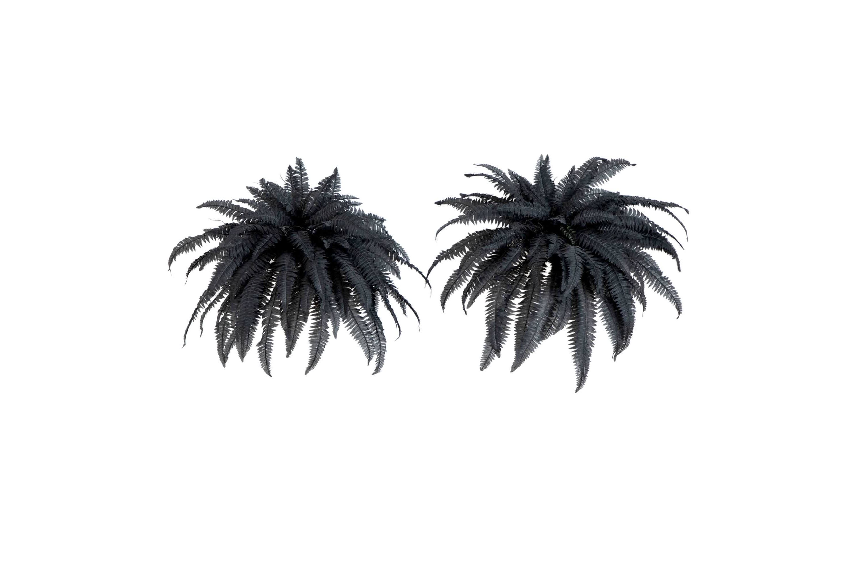 48-Inch Artificial Halloween Black Boston Fern - Set of 2