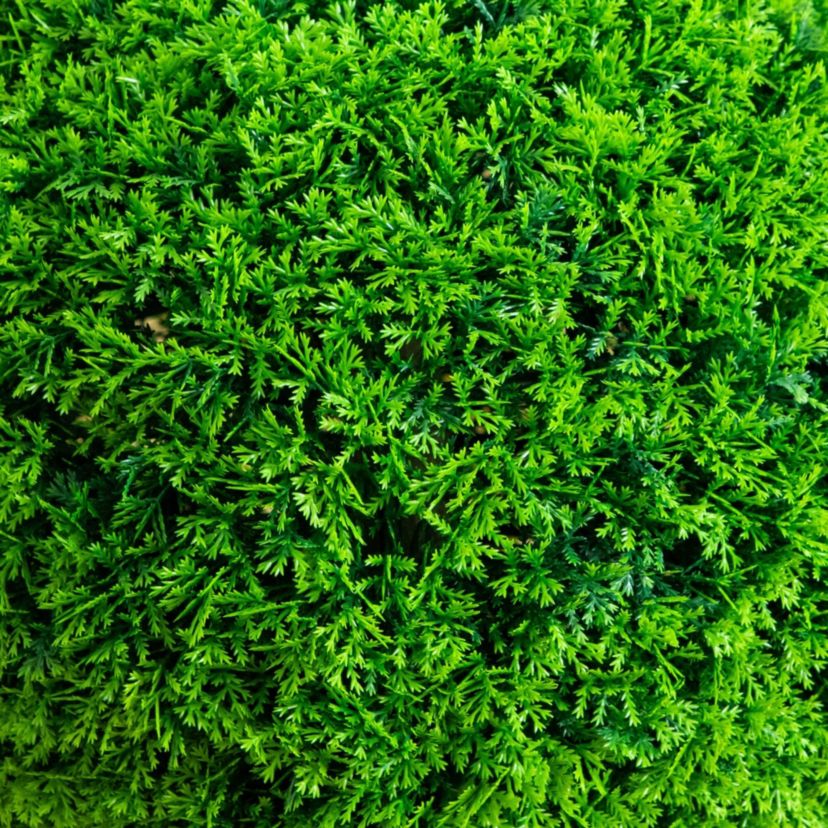 16-Inch UV Resistant Artificial Mediterranean Cypress Topiary Plant (Indoor/Outdoor)