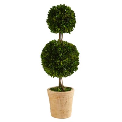 2.5-Foot Preserved Boxwood Double Ball Topiary Tree in Decorative Planter
