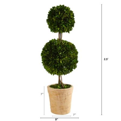 2.5-Foot Preserved Boxwood Double Ball Topiary Tree in Decorative Planter