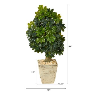 3.5-Foot Schefflera Artificial Tree in Country White Planter (Real Touch)