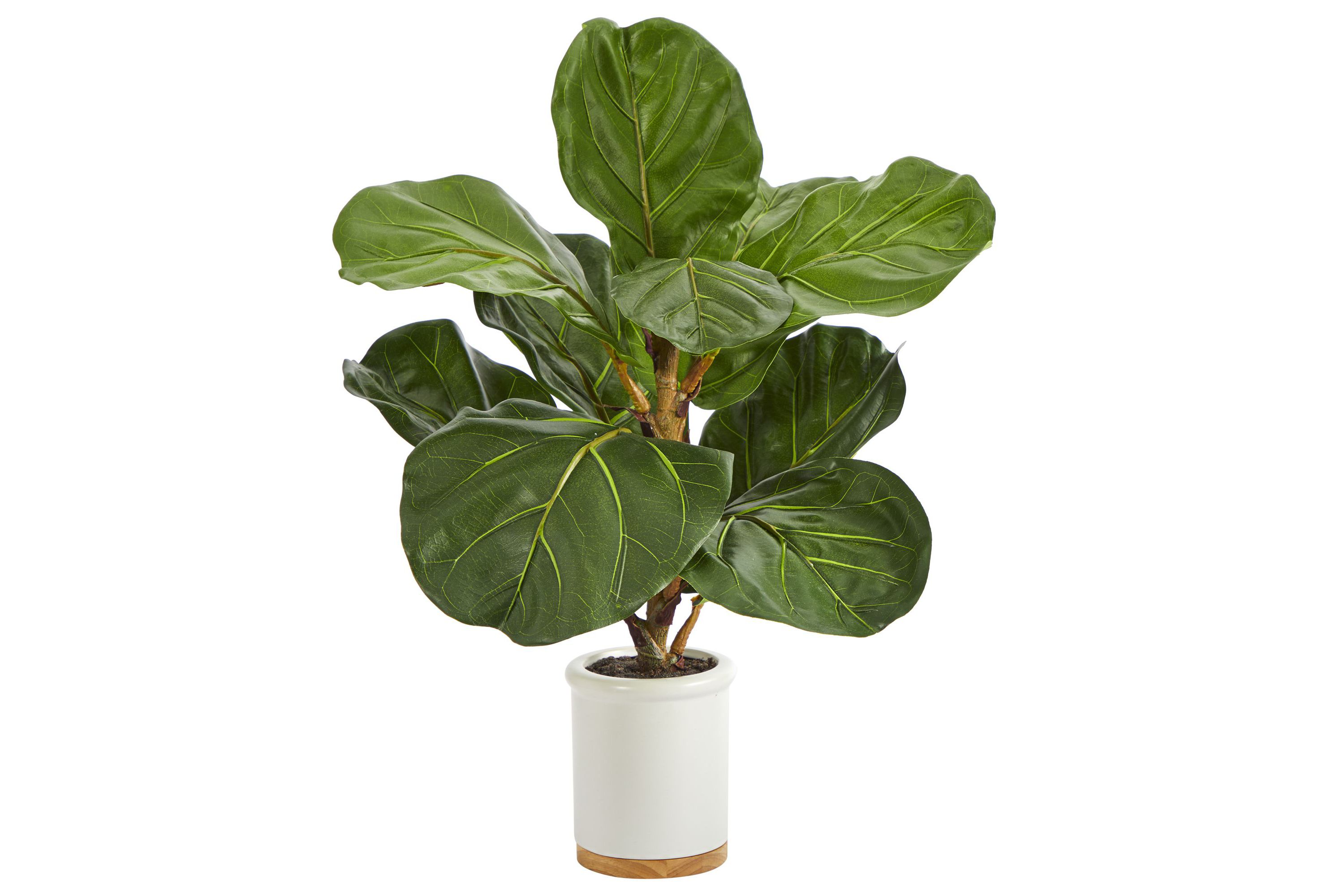 21-Inch Fiddle Leaf Artificial Tree in White Ceramic Planter