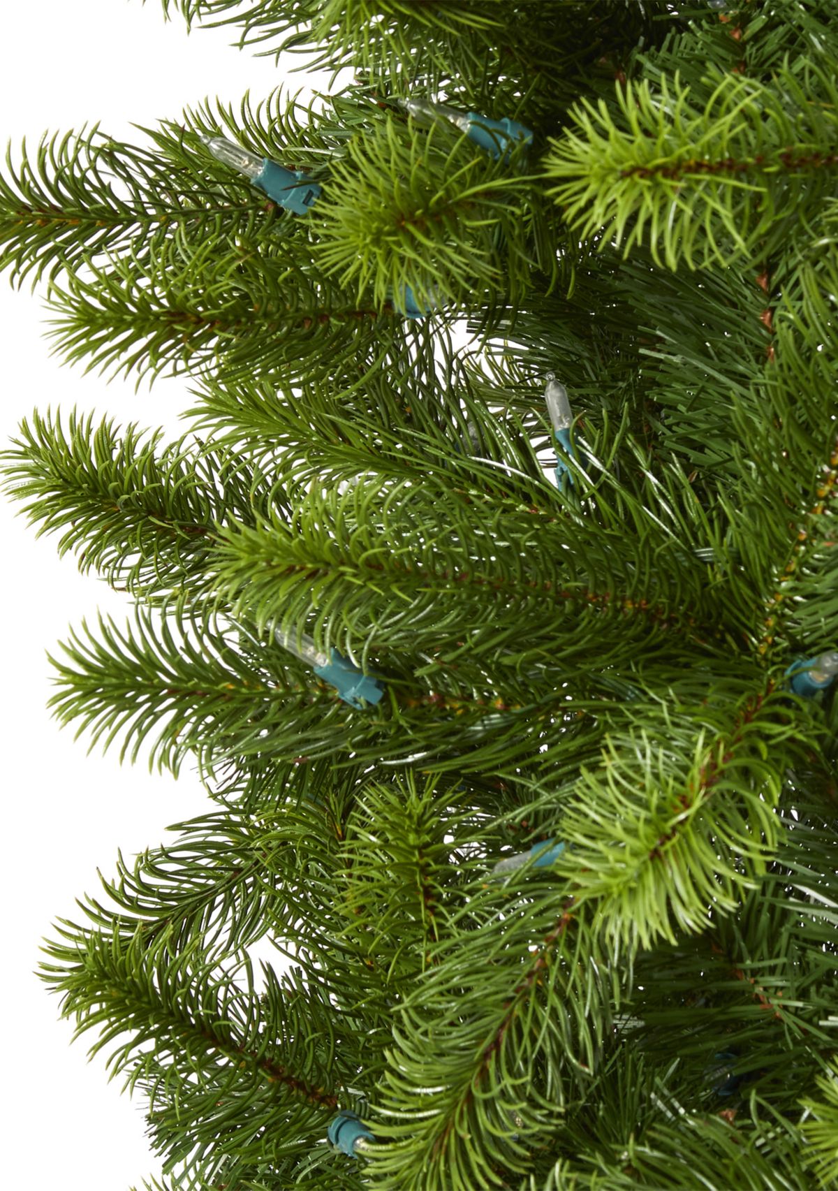 8 Foot Virginia Spruce Christmas Tree