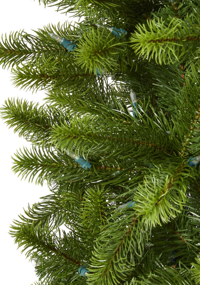 8 Foot Virginia Spruce Christmas Tree