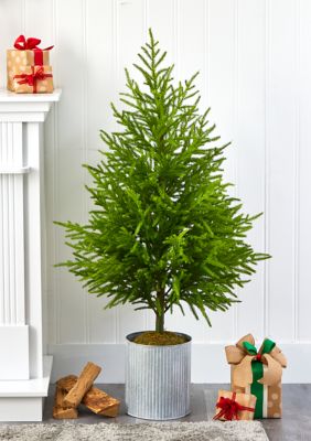 49 Inch Norfolk Island Pine Tree