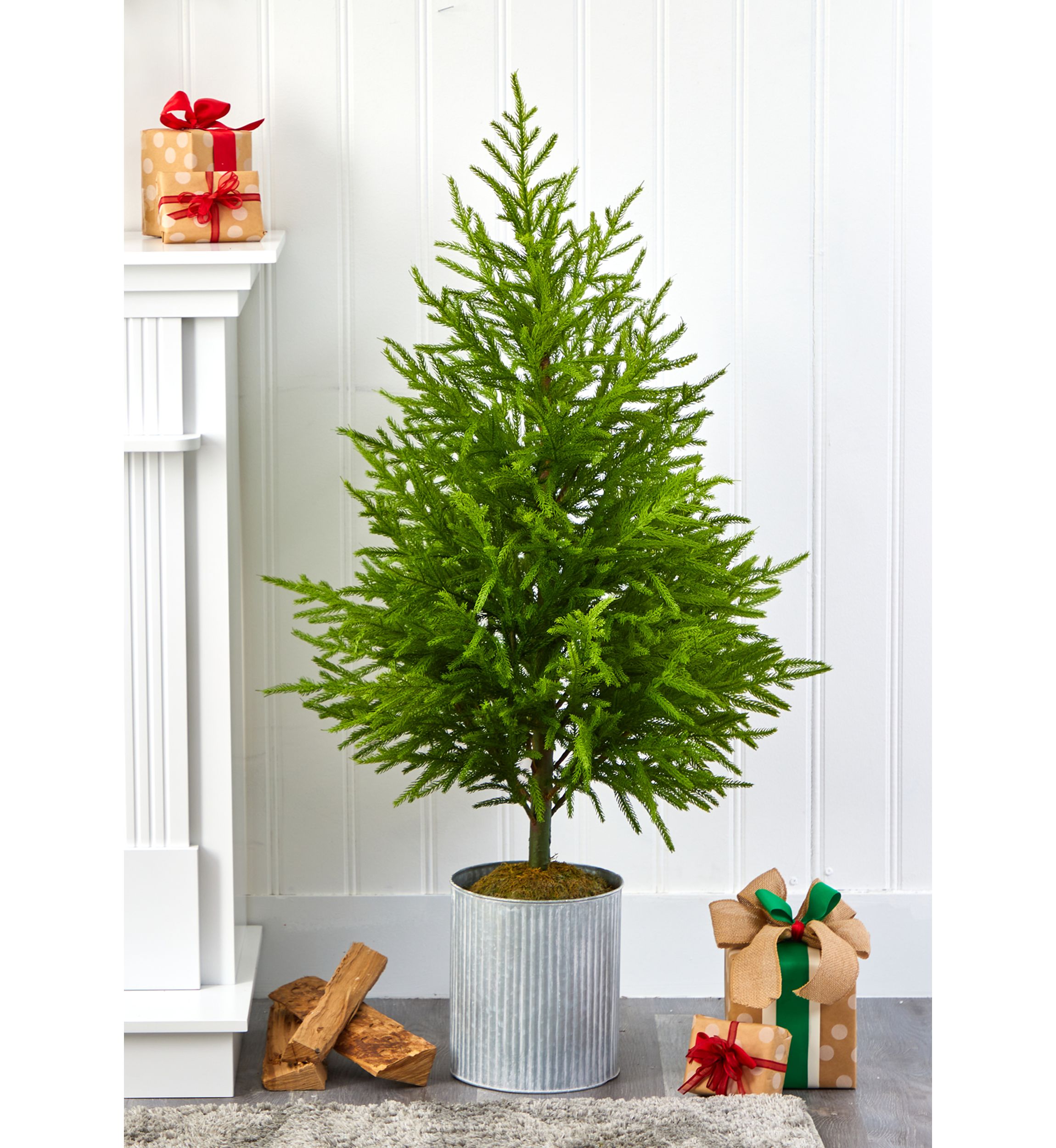 49 Inch Norfolk Island Pine Tree