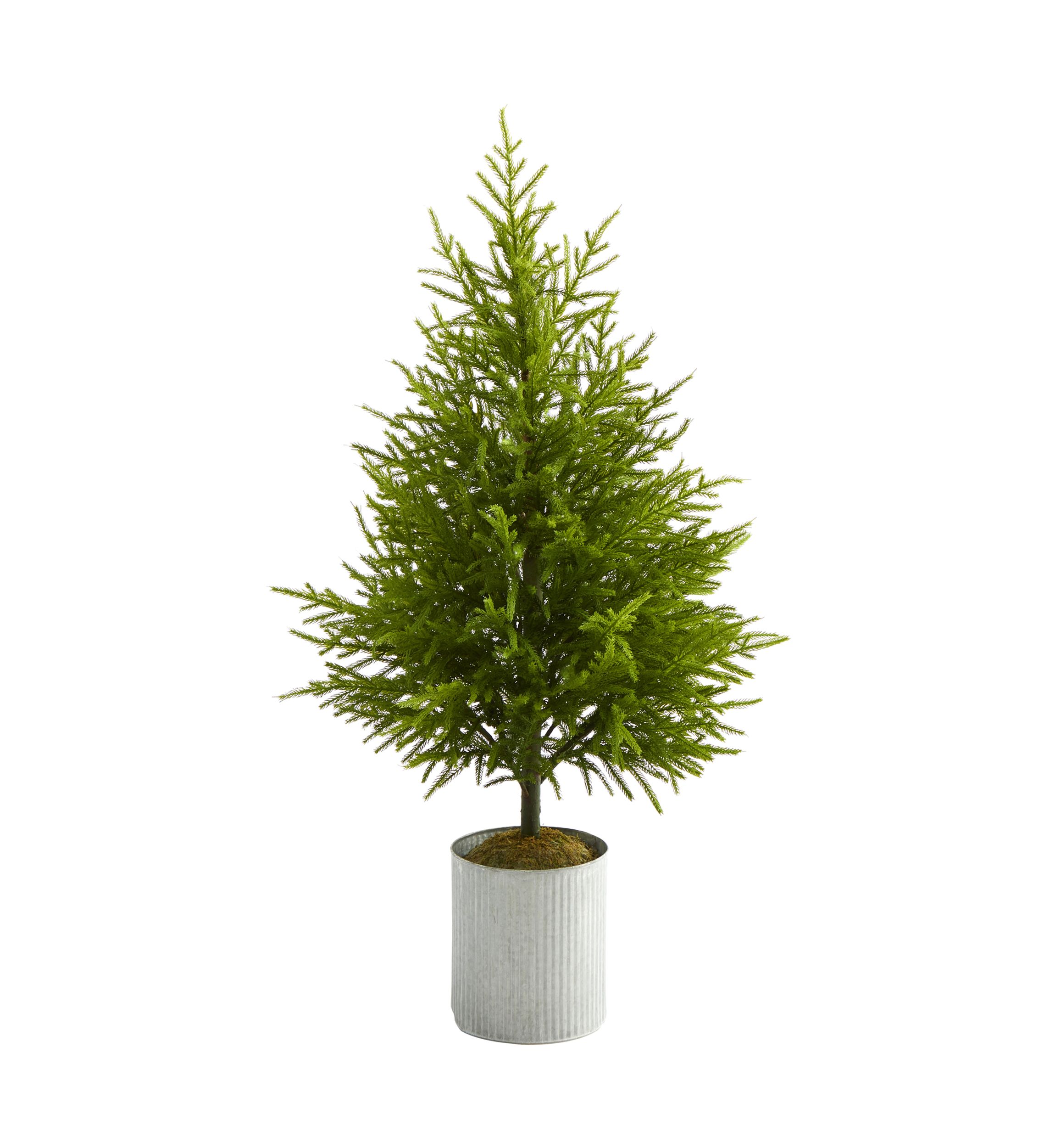 49 Inch Norfolk Island Pine Tree