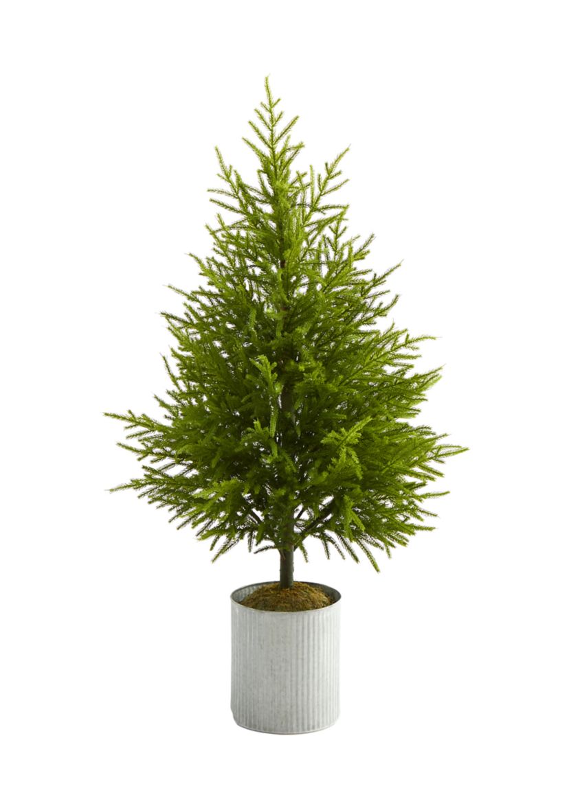 49 Inch Norfolk Island Pine Tree