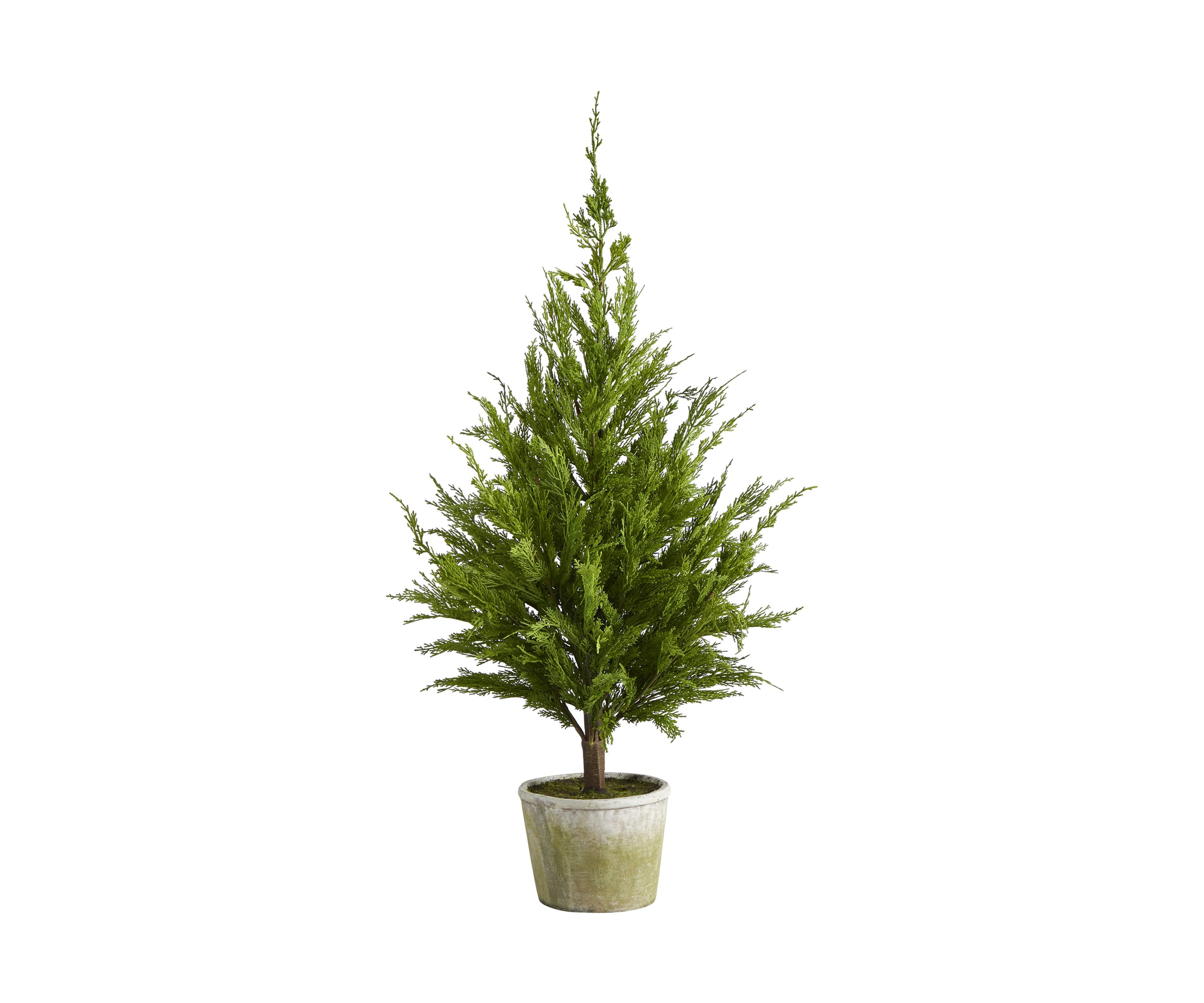 3.5 Foot Cedar Pine Tree