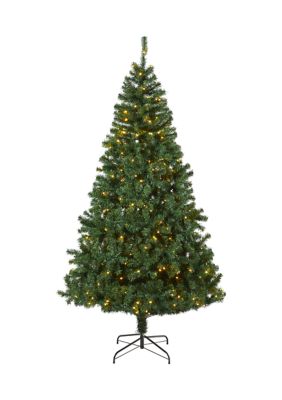 Northern Tip Pine Christmas Tree