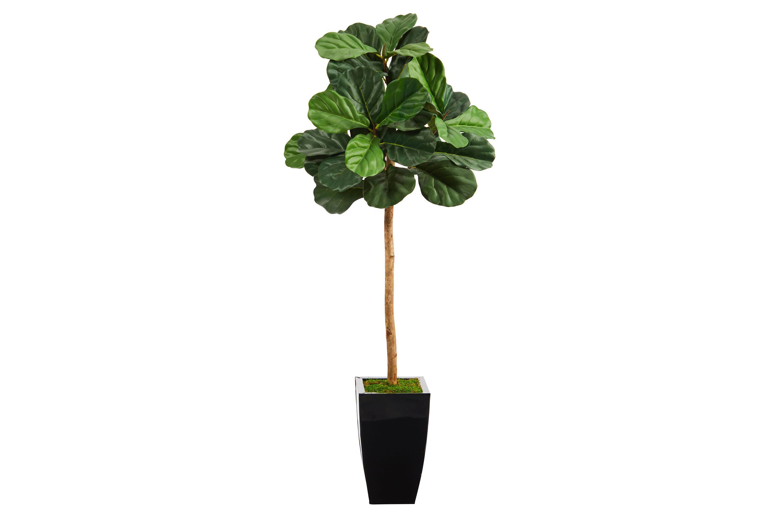 50-Inch Fiddle Leaf Artificial Tree in Black Metal Planter