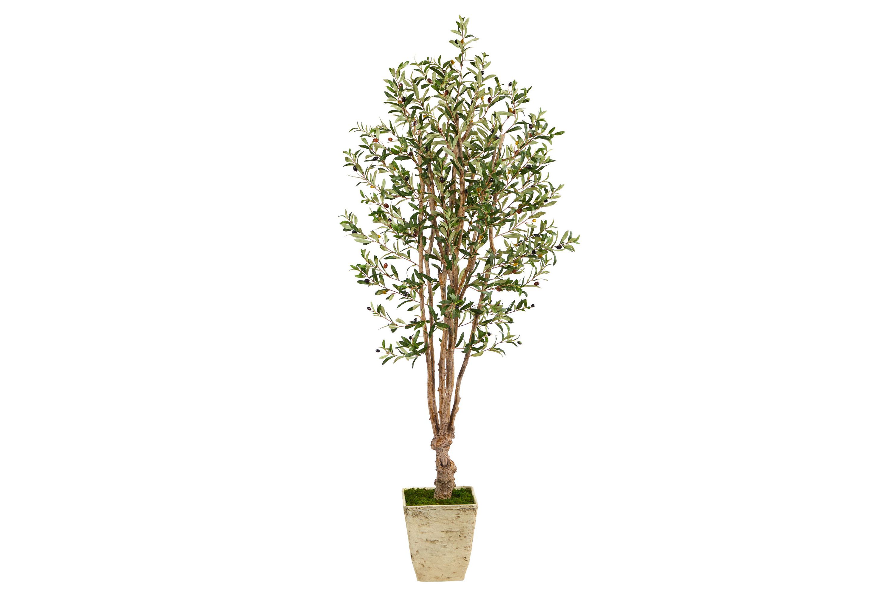 6.5-Foot Olive Artificial Tree in Country White Planter
