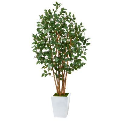 5.5-Foot Ficus Bushy Artificial Tree in White Metal Planter