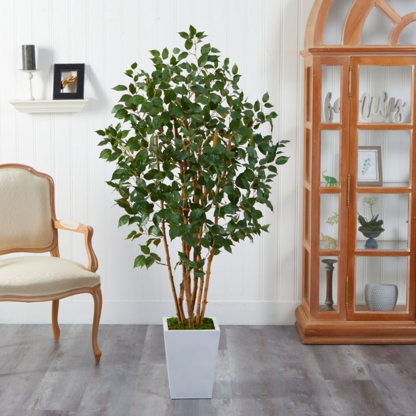 5.5-Foot Ficus Bushy Artificial Tree in White Metal Planter