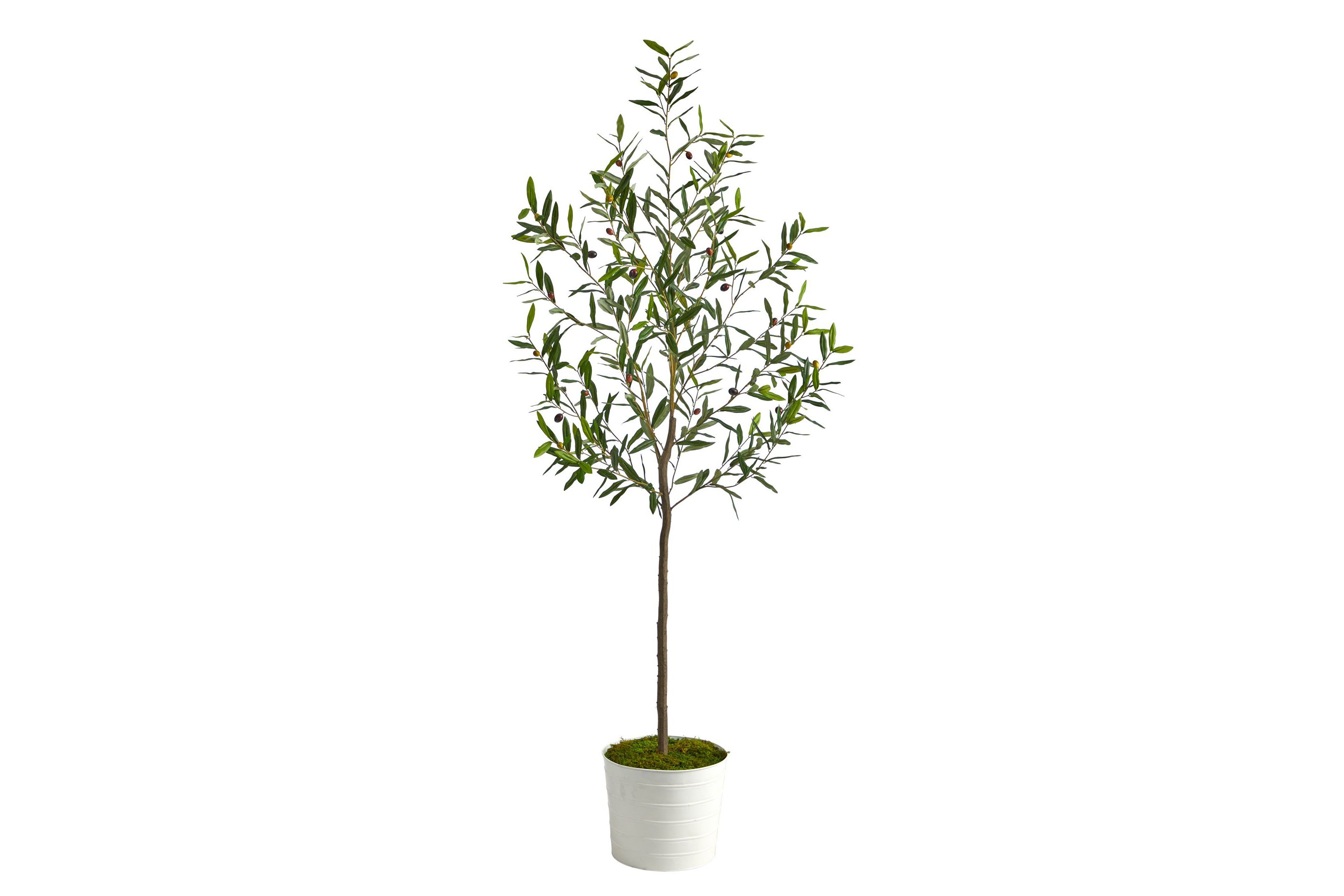 70-Inch Olive Artificial Tree in White Tin Planter