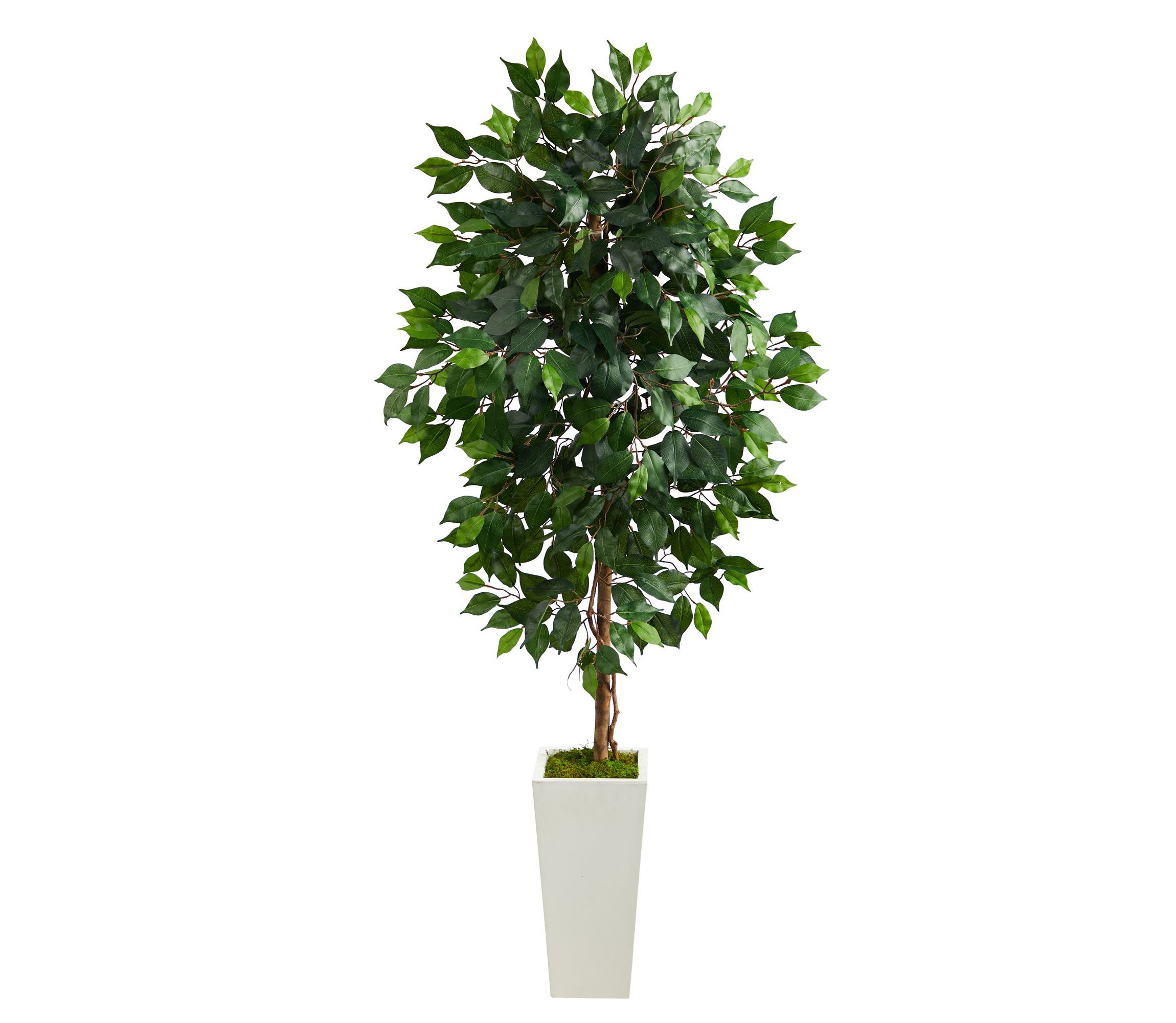 4.5-Foot Ficus Artificial Tree in White Planter