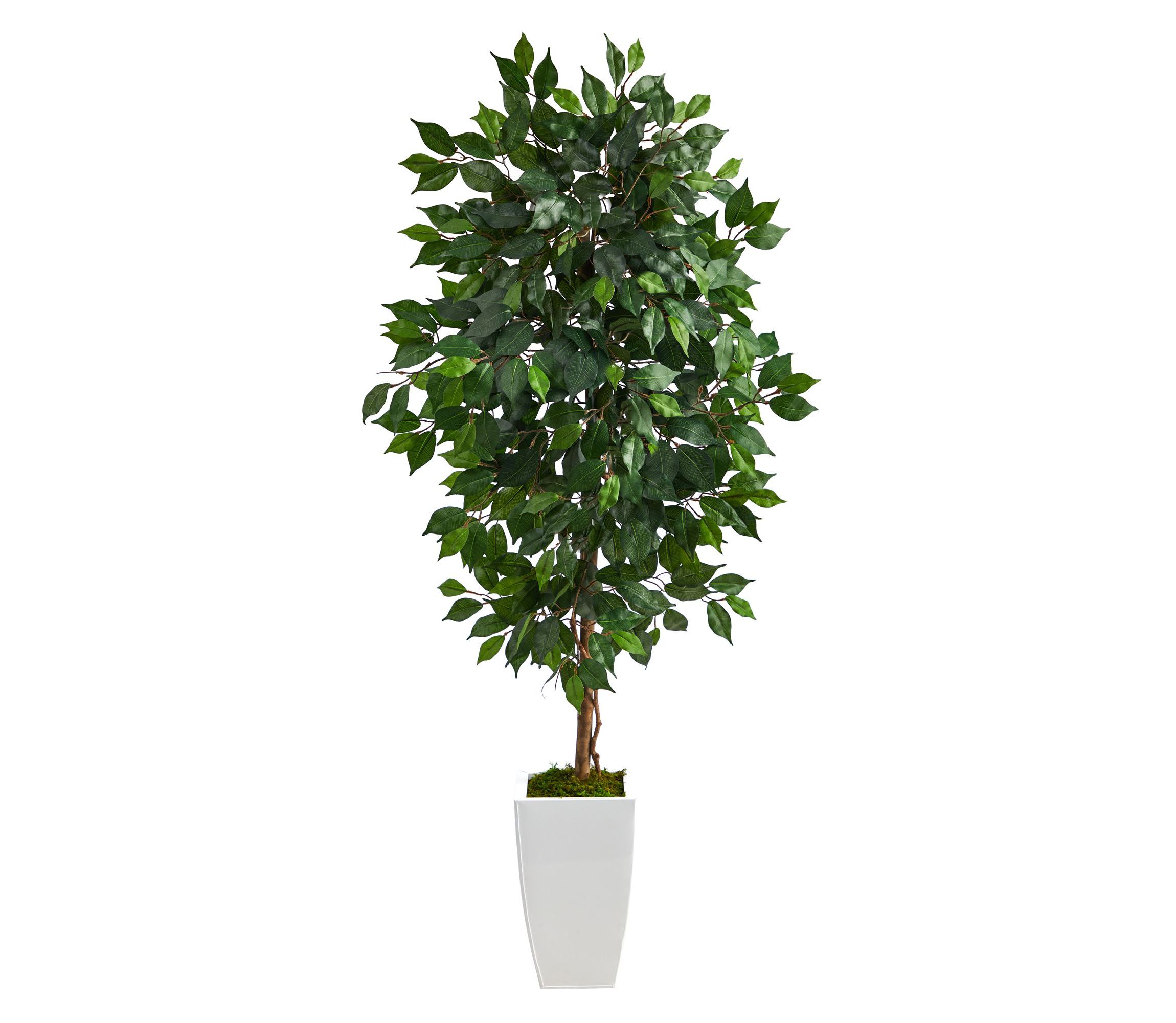 4.5-Foot Ficus Artificial Tree in White Metal Planter