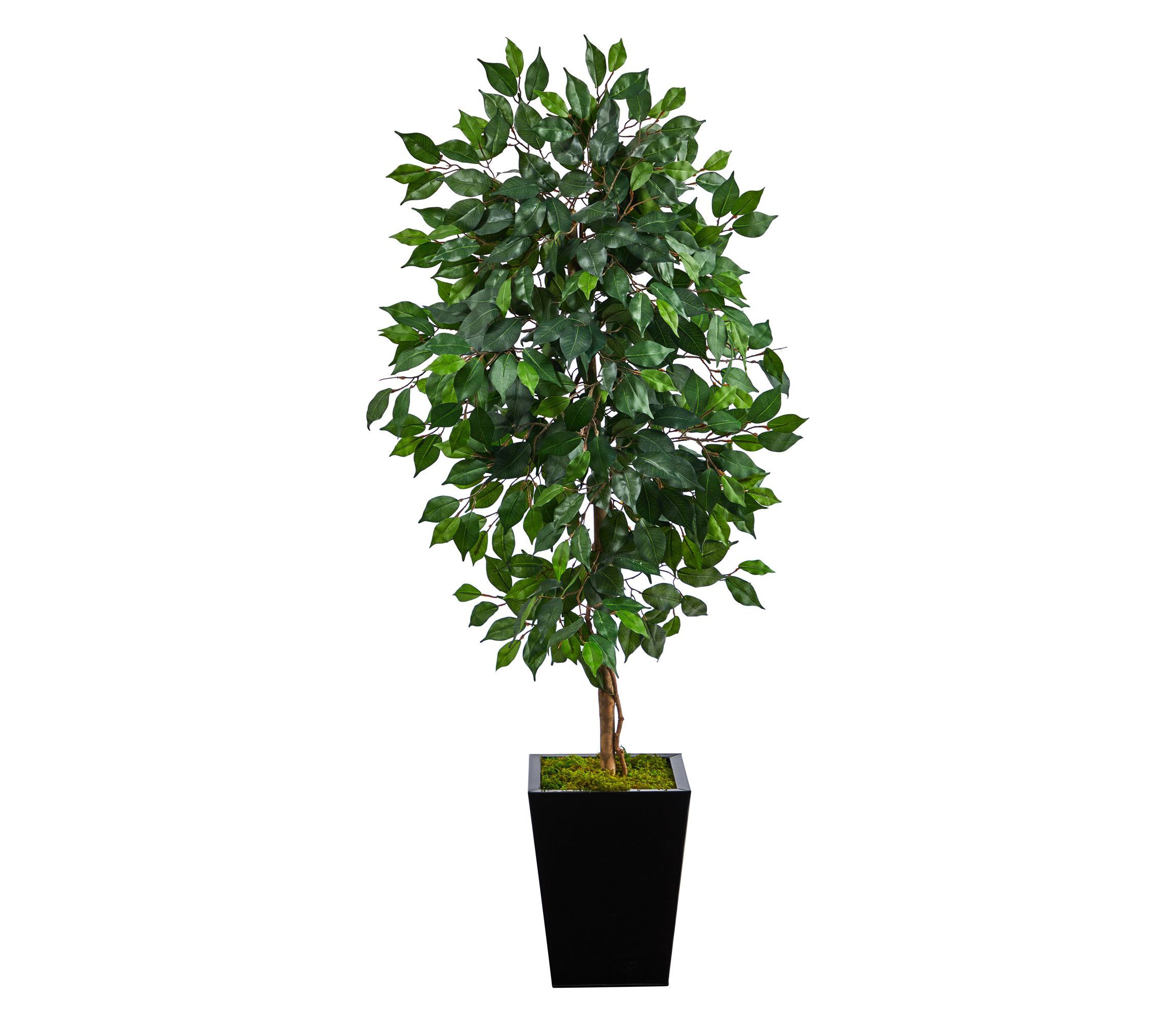 5-Foot Ficus Artificial Tree in Black Metal Planter