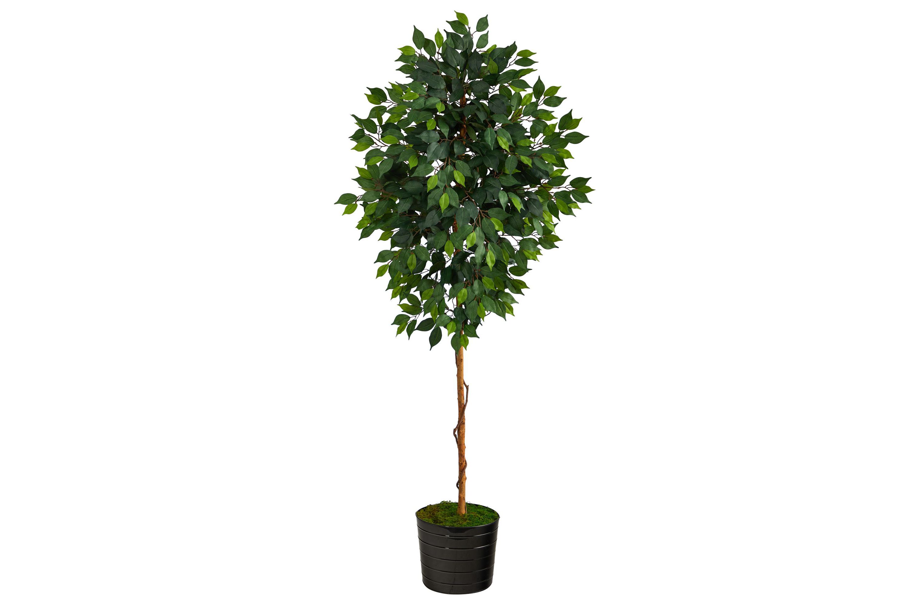 74-Inch Ficus Artificial tree in Black Tin Planter